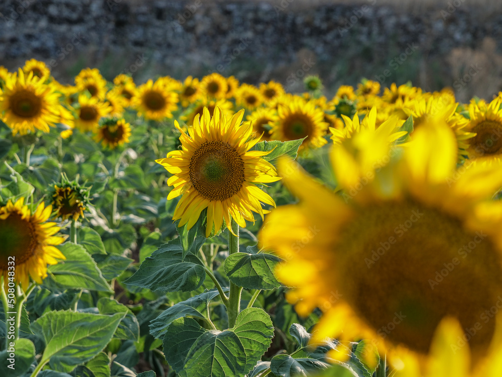 aislado campo girasoles luz hora dorada aislado campo girasoles luz hora dorada
