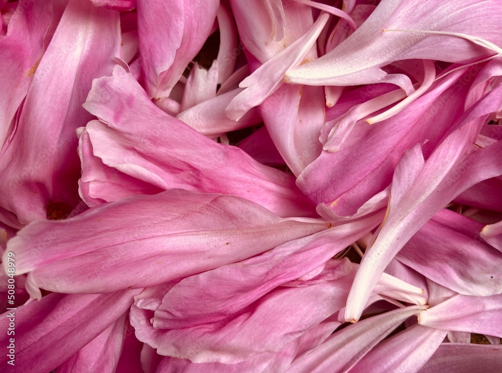 pink petals lying scattered on the floor