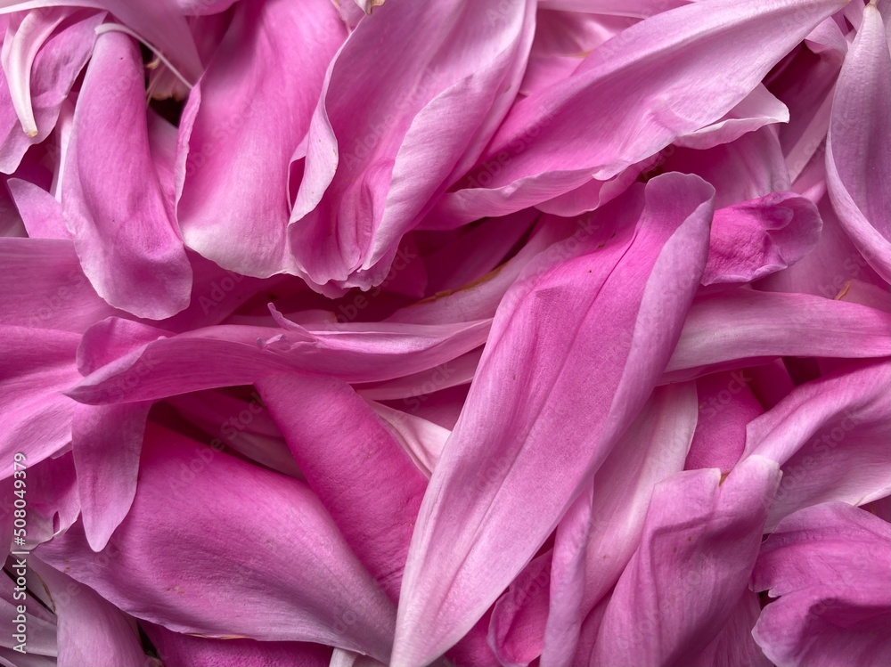 pink petals lying scattered on the floor pink petals lying scattered on the floor