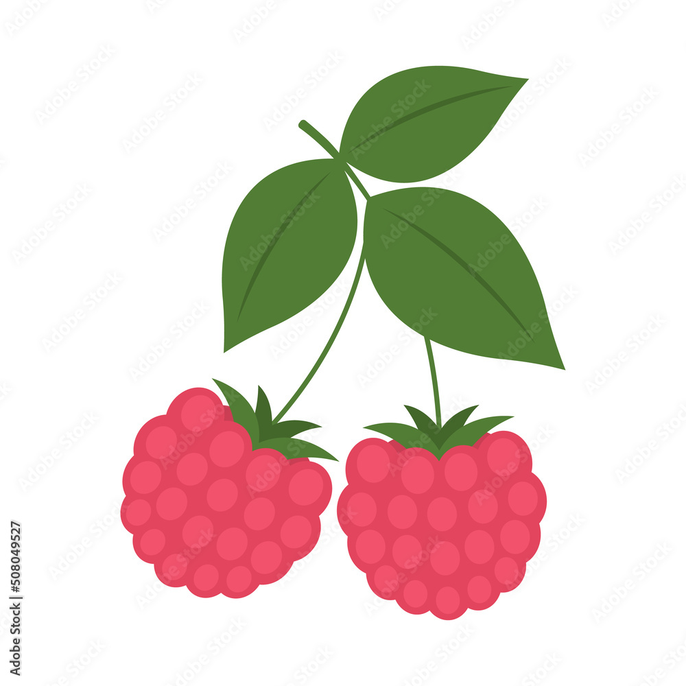 European red raspberry twig isolated on white background. Rubus idaeus pink berries with leaves on branch icon for package design. Vector fruit illustration in flat style. European red raspberry twig isolated on white background. Rubus idaeus pink berries with leaves on branch icon for package design. Vector fruit illustration in flat style.