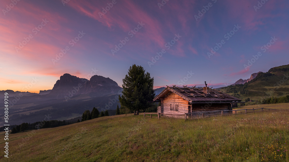 Flowers at Alpe di Siusi in the Italian Dolomites mountains