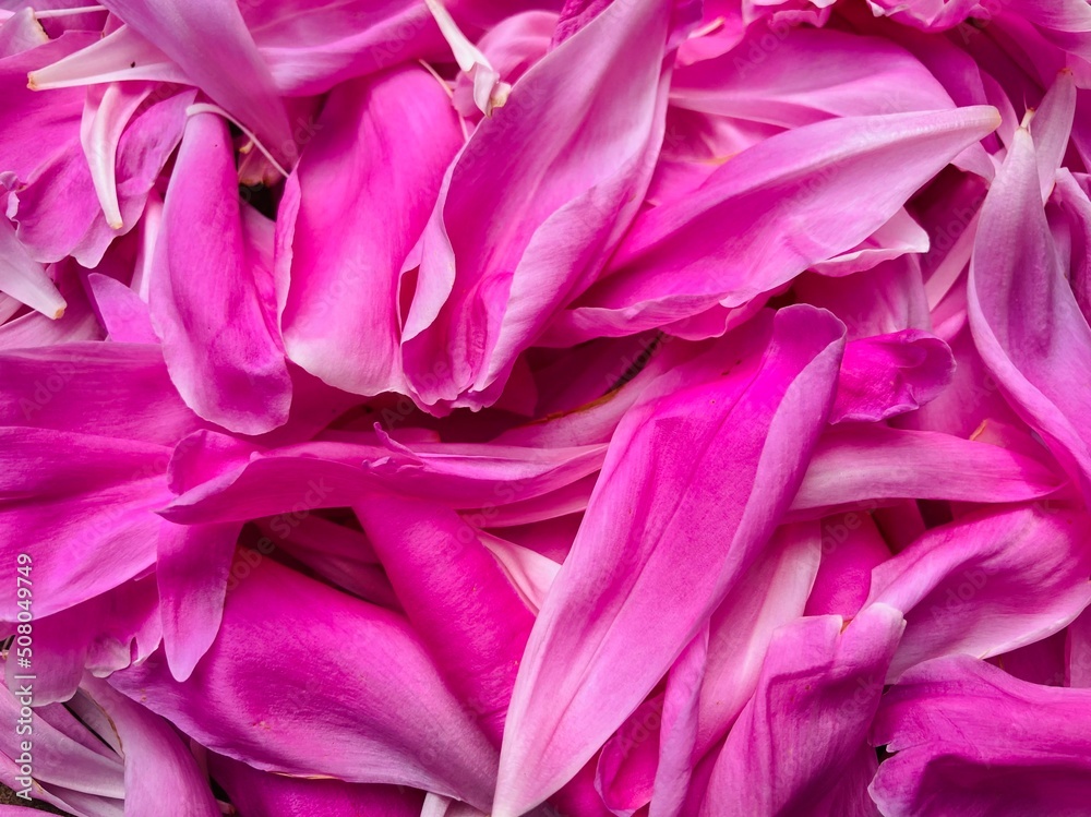 pink petals lying scattered on the floor pink petals lying scattered on the floor
