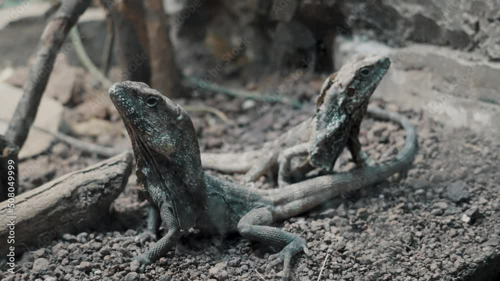 Close Up Of Two Frilled Lizards On The Ground.Chlamydosaurus Kingii. Close Up Of Two Frilled Lizards On The Ground.Chlamydosaurus Kingii.