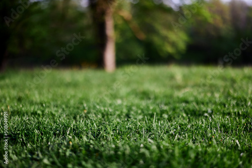Green leaves of fresh young grass in the sunlight of the sunset sky 