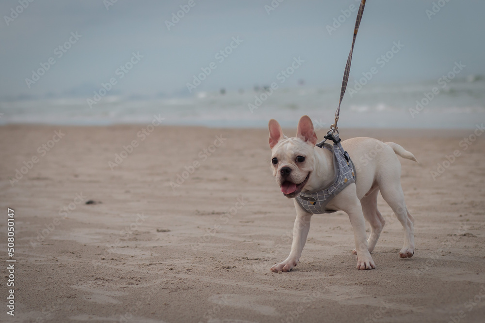 French Bulldog puppy walking on the beach.