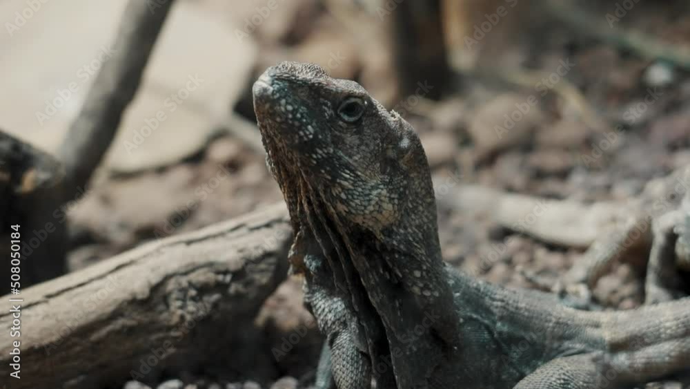 Frill-necked Lizard's Head With Neck Frill Folded In The Forest. close up Frill-necked Lizard's Head With Neck Frill Folded In The Forest. close up