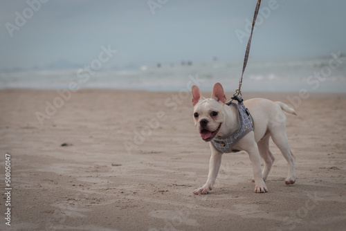 French Bulldog puppy walking on the beach. © bzjpan