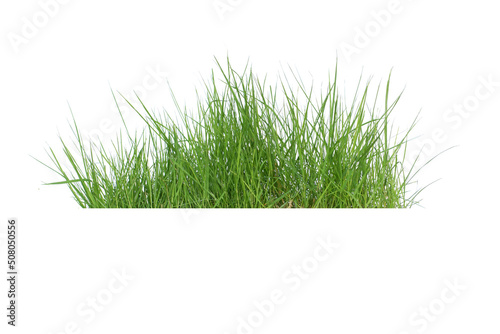 Isolated green grass on a white background