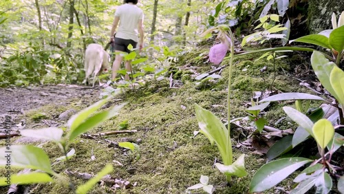 woman and dog hike past pink lady slipper flower along trail in appalachian mountains photo