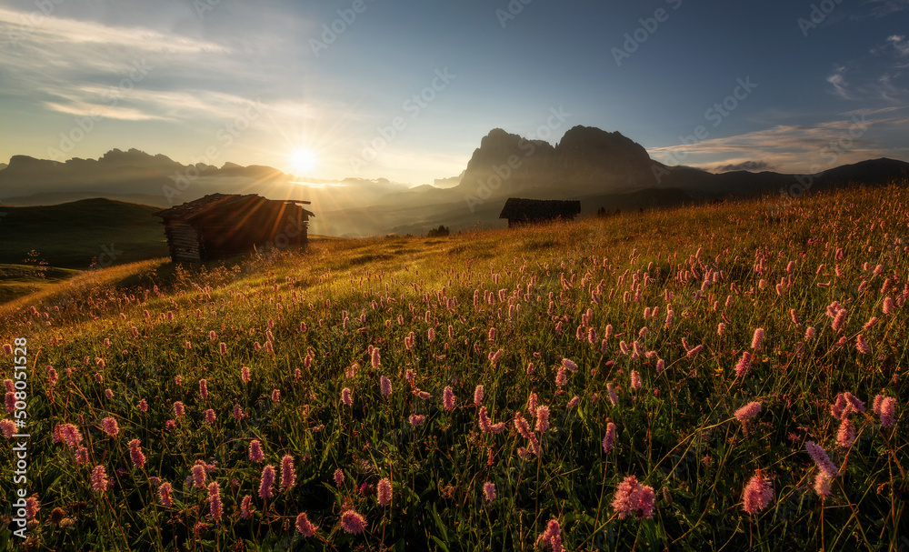 Flowers at Alpe di Siusi in the Italian Dolomites mountains