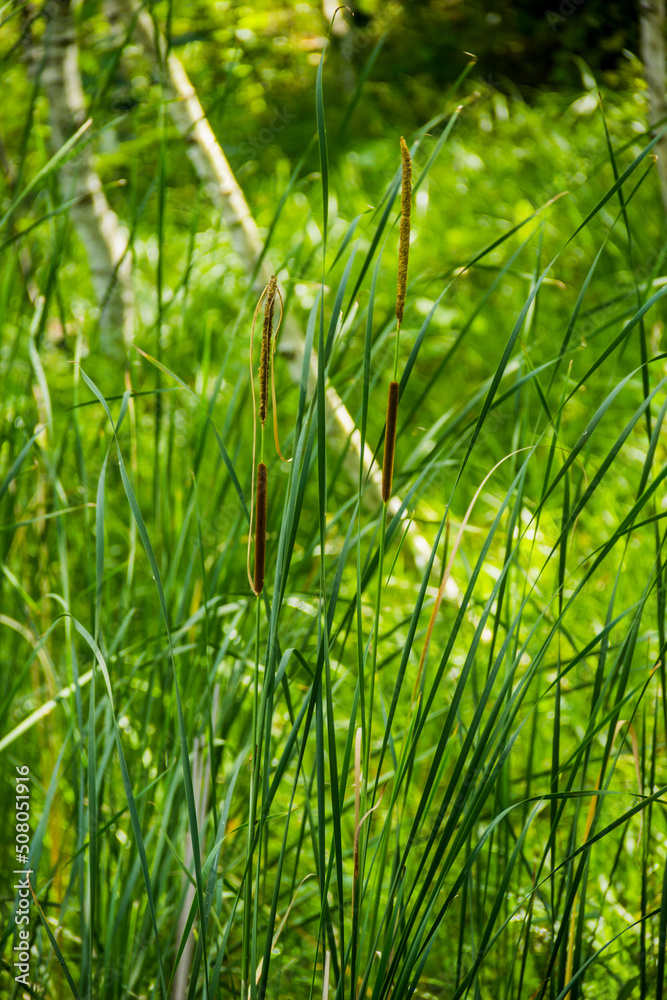 Obraz premium a brown bulrush, cattails and reeds at pond shore