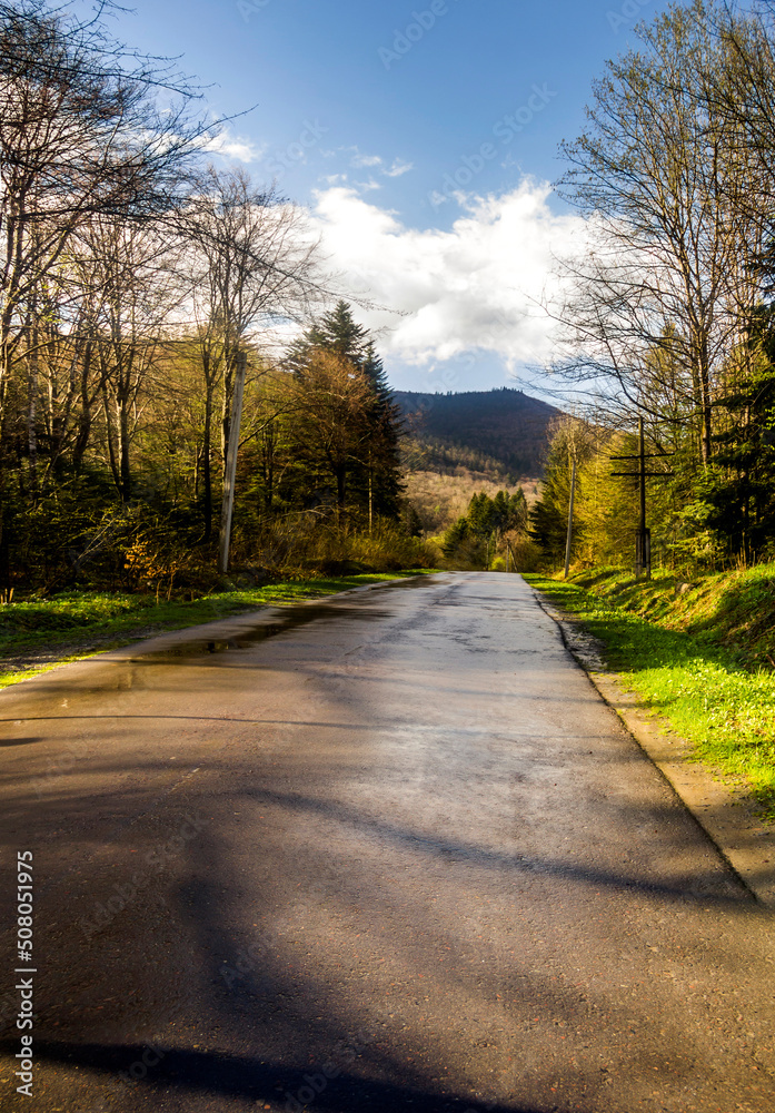 a road through the spruce forest in the Ukrainian Carpathians