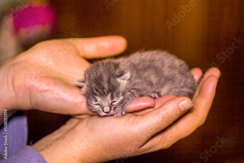 newborn blind grey kitten in hand