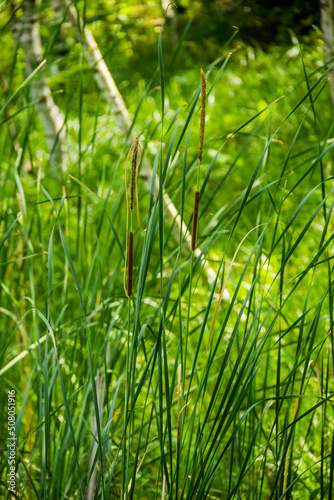 a brown bulrush, cattails and reeds at pond shore