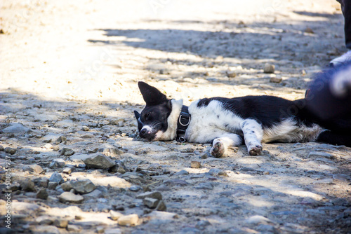 a border collie resting near the road at hiking travel © Petro Teslenko