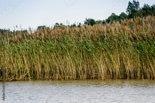 a long row of giant reed (arundo donax) beds in along water photo