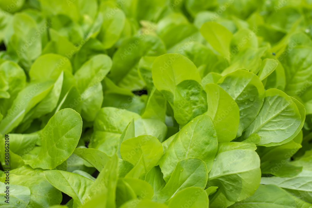 Dutch organic home garden full of lettuce, popular and healthy leafy green plant Dutch organic home garden full of lettuce, popular and healthy leafy green plant