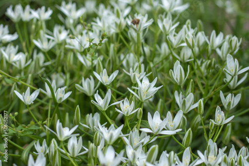 Ornithogalum flowers. beautiful bloom in the spring garden. Many white flowers of Ornithogalum.