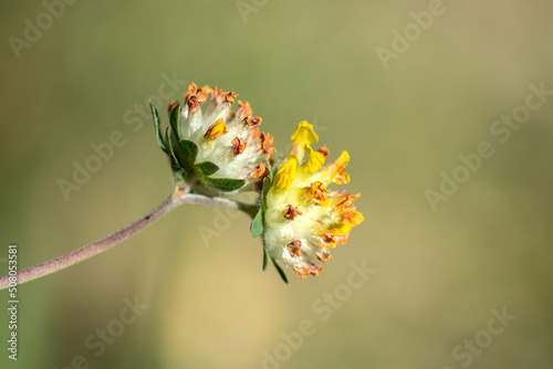 Macrophotographie Anthyllide vulnéraire