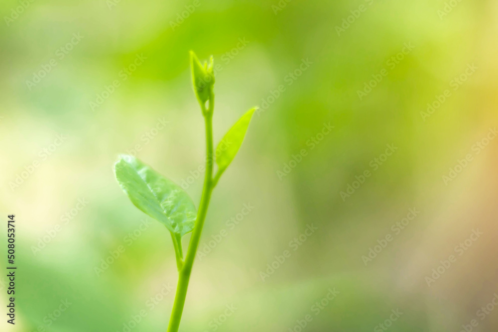 Blurred Leaves Abstract Background Green Leaf Bokeh Blurred Nature Bokeh nature wallpaper. Bokeh