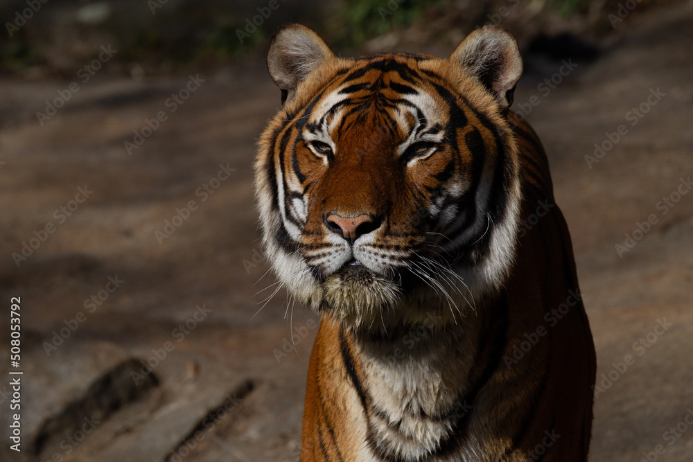 Bengal tiger face staring intently