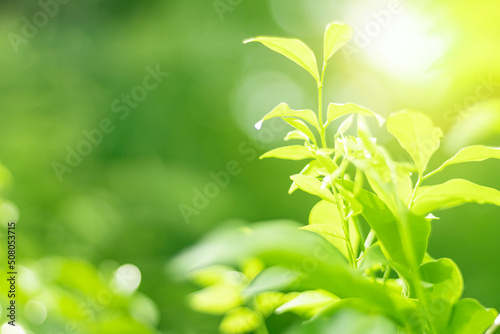 Blurred Leaves Abstract Background Green Leaf Bokeh Blurred Nature Bokeh nature wallpaper.