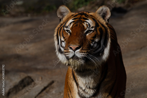 Bengal tiger face staring intently © Chris