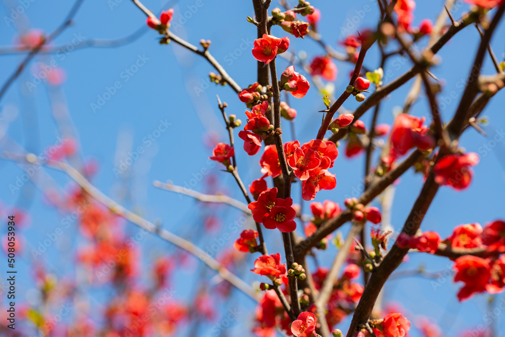 Flowering guince or chaenomeles japonica bush at the spring. Natural impressionism. red flowers on a branch on a blurry background, spring and summer background Flowering guince or chaenomeles japonica bush at the spring. Natural impressionism. red flowers on a branch on a blurry background, spring and summer background