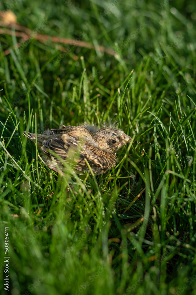 Vertical view of a small bird calf perched on the lawn trying to make its first flight y it's own in the wild Vertical view of a small bird calf perched on the lawn trying to make its first flight y it's own in the wild