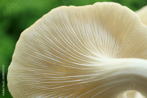 Closeup Amazing Texture of Back of Matured Indian Oyster Mushrooms (Pleurotus Pulmonarius) 