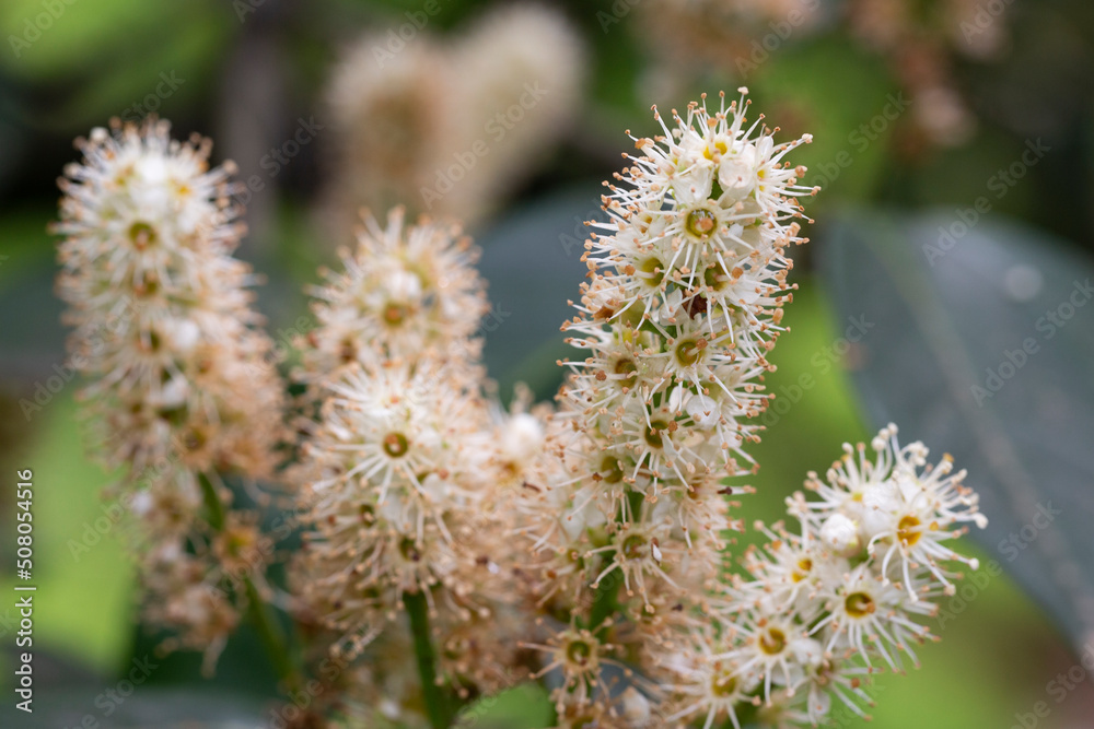 Beautiful blooming cherry laurel in sunny April Beautiful blooming cherry laurel in sunny April
