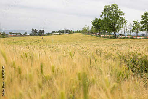 Green Barley Field for natural background