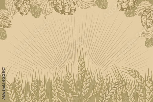 Field of wheat vector. Hops nature background for beer.
