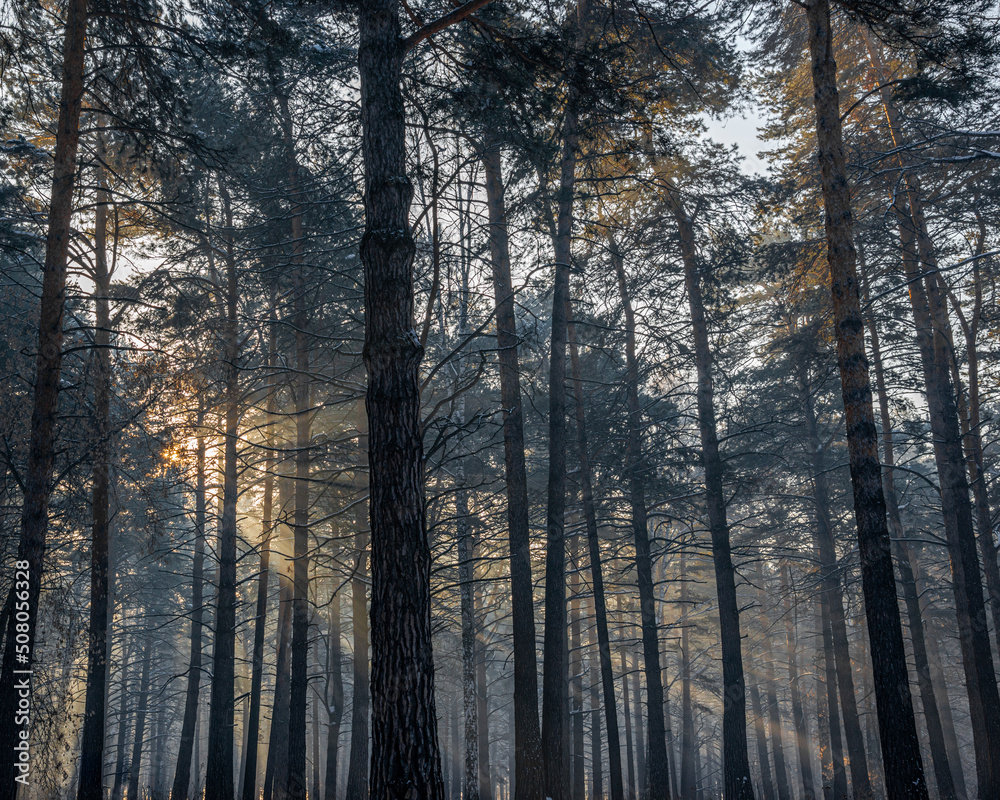 rays of the sun shining through the trees