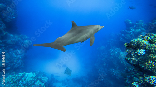 bottlenose dolphin and coral reef © Happy monkey