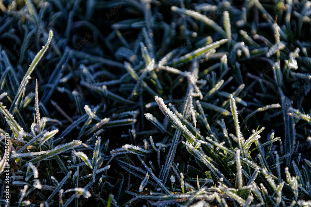 Gras mit Raureif Gras mit Raureif