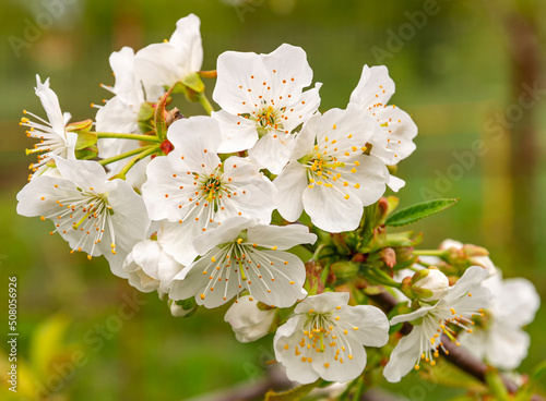A branch of a cherry tree with blooming white flowers