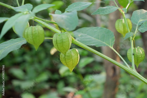 leaves of a Physalis angulata's fruit or buah ceplukan grows in the garden