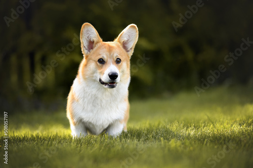 welsh corgi pembroke puppy standing on grass