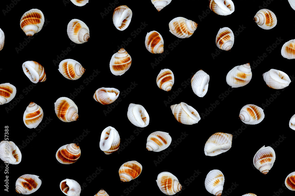 Collection of one seashell from different perspectives. isolated black background Collection of one seashell from different perspectives. isolated black background