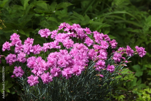 Pink carnation flowers in a sunny green garden