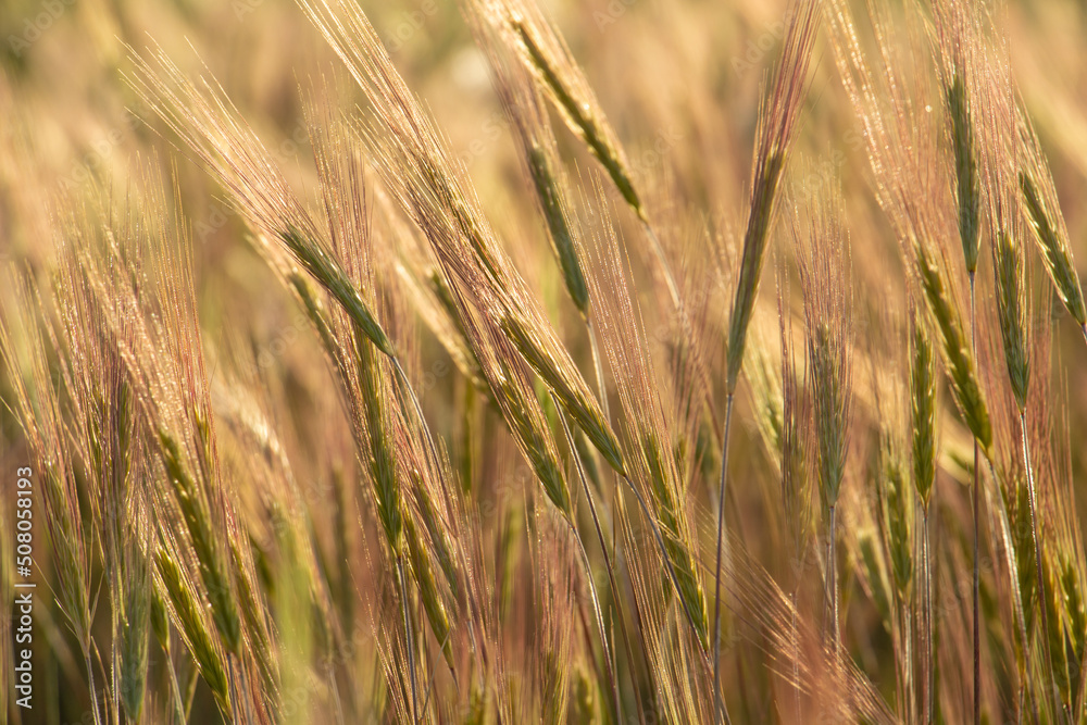 Wheat ears in sunlight, sunset on the field Wheat ears in sunlight, sunset on the field