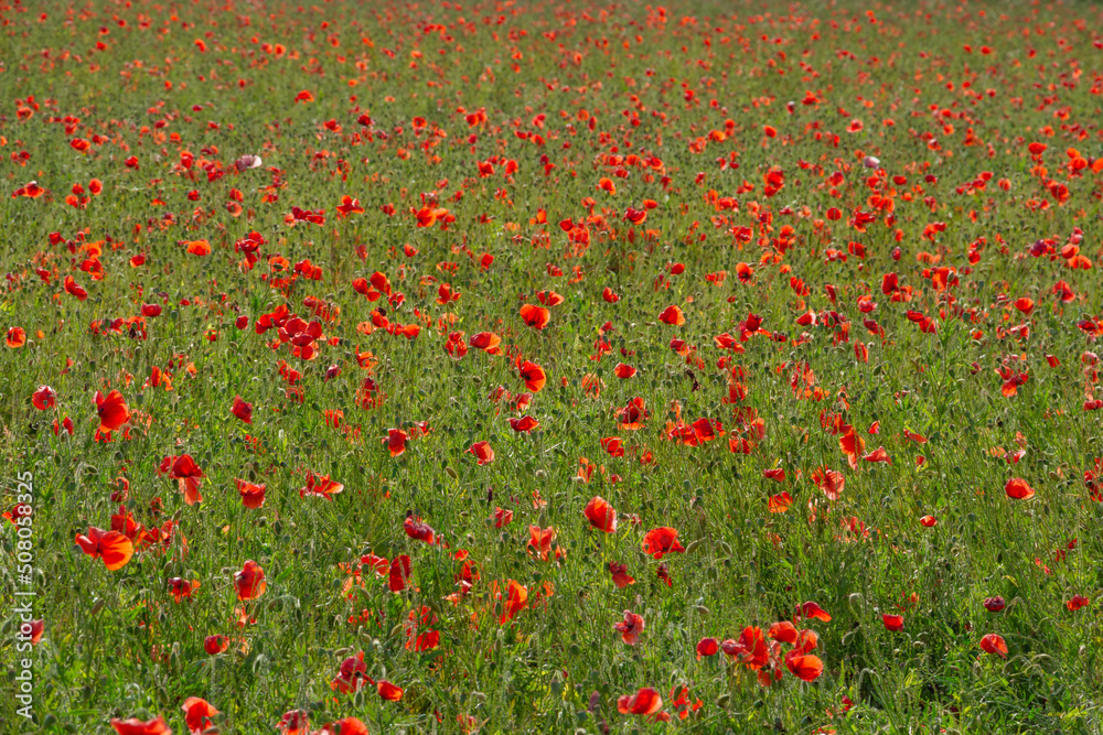 poppy field, floral bright landscape in sunlight