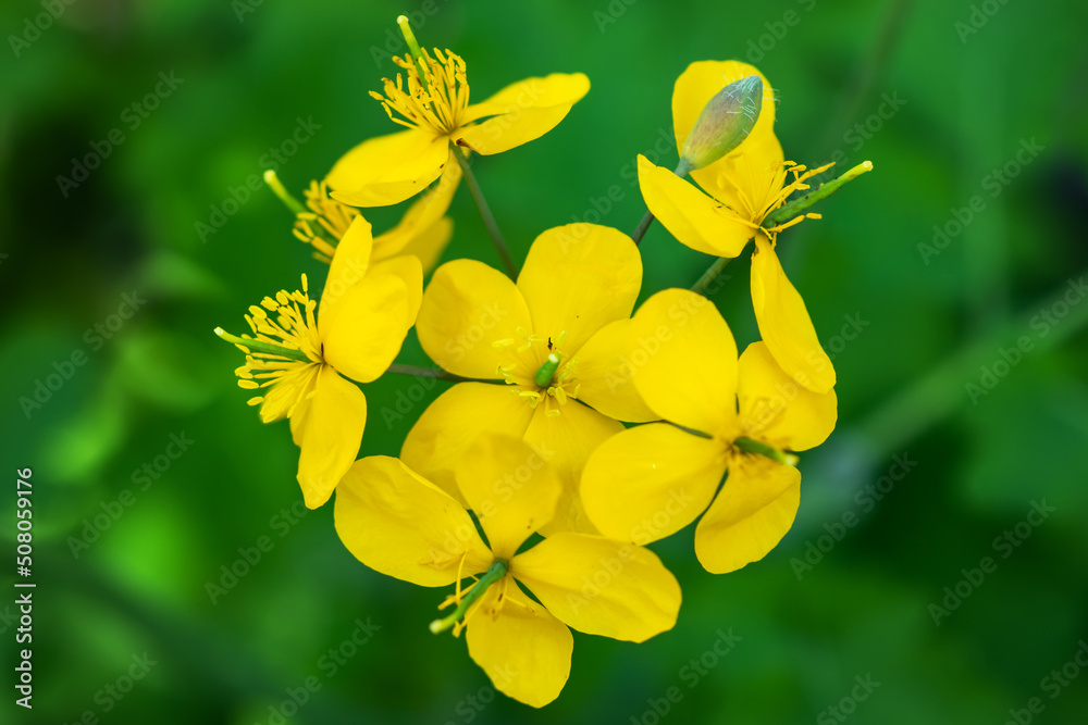 Obraz premium Bright yellow Celandine Poppy, on a green leafy background. Stylophorum diphyllum are beautiful wildflowers