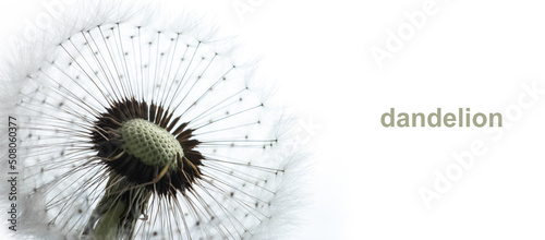 Delicate photograph of a dandelion seed head against a white background