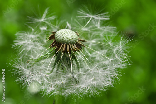 Beautiful dandelion macro view  seeds. black and white colors.