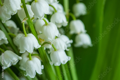 Lily of the valley close-up  detailed bright macro photo. The concept of spring  may  summer. Floral background.