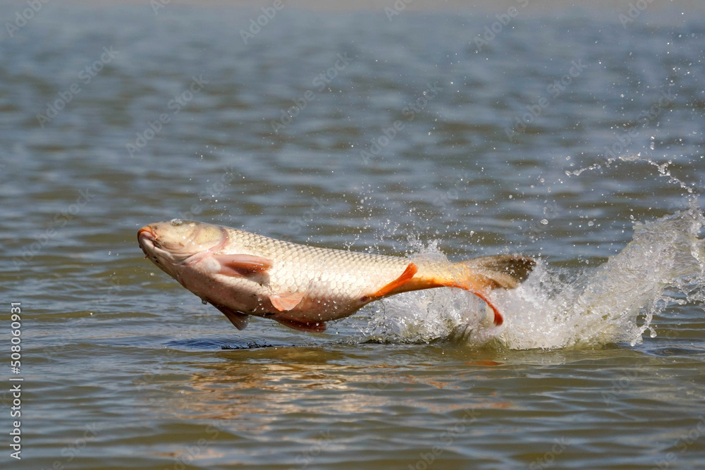 Fototapeta premium Carp Splash