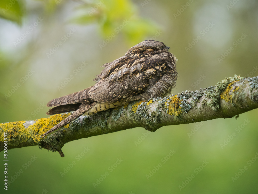 European Nightjar resting on a branch