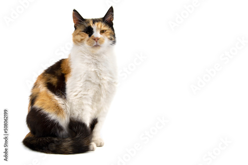 three colored cat isolated on white background with space for text